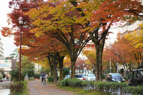香里ヶ丘紅葉