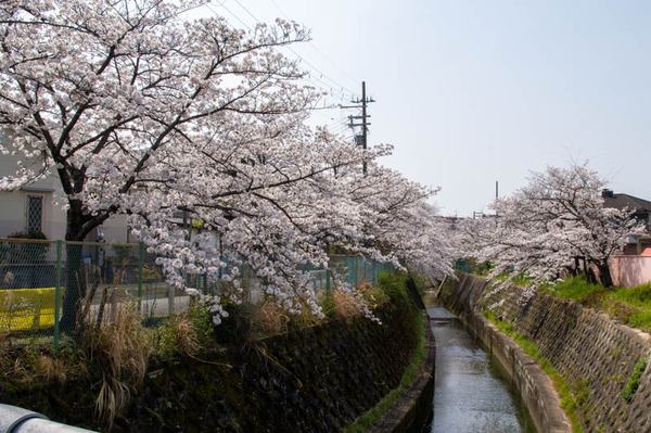 交野　桜-2103291-8