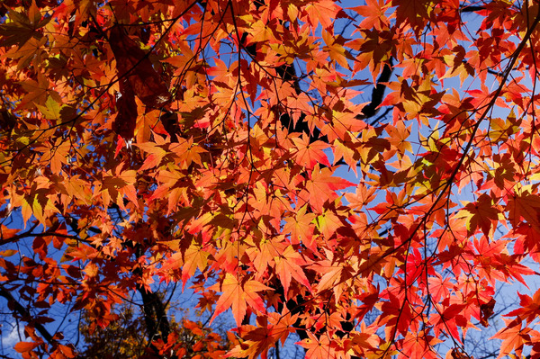 紅葉-2012047