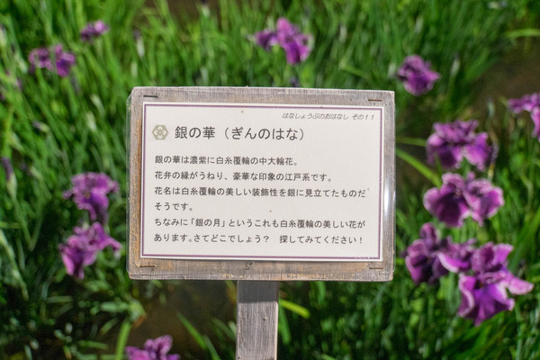 花しょうぶ-1906038
