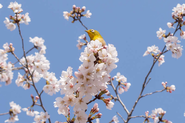 山田池桜の道-2103233-2