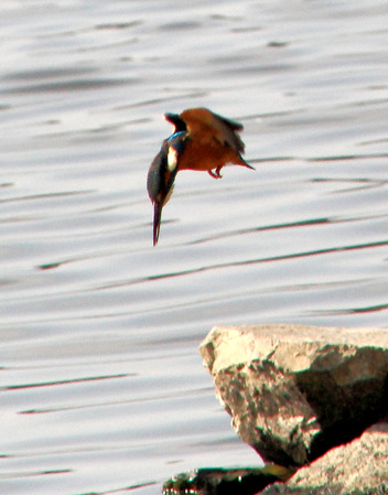カワセミ130202_2