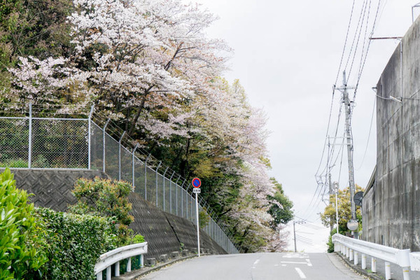 桜2-1704121