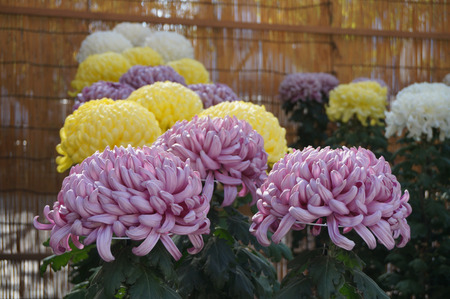 菊花展131105-03
