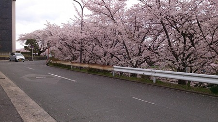 藤阪ハイツ130403_01s
