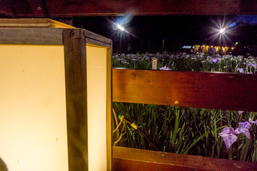 花菖蒲園-15060611