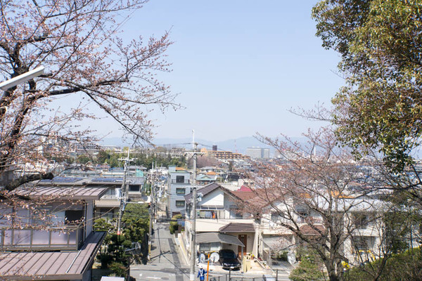桜-1704041