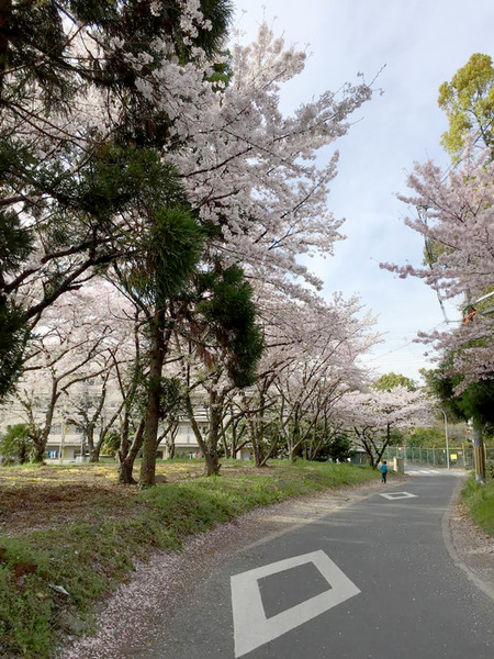 桜1