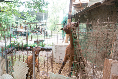 杉五兵衛2-15061219