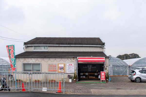 いちご狩り-21011236