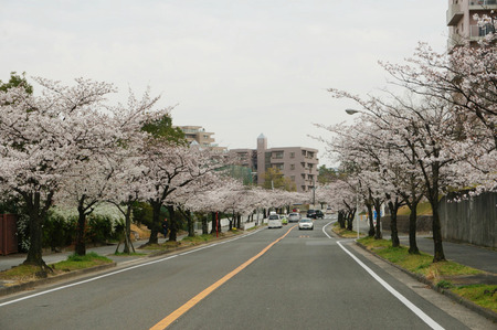 香里ヶ丘さくら通り130331-01