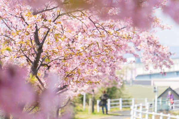 桜-2003021
