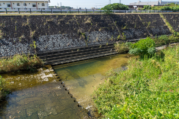 生き物-1910072