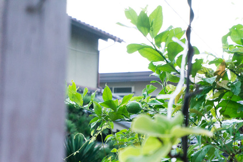 草々徒夏祭り2015-57