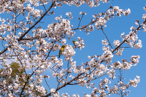 山田池桜の道-2103231-11