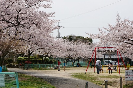 茄子作の桜130401_05