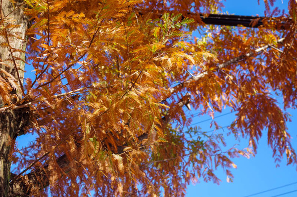 紅葉1-2011241-3