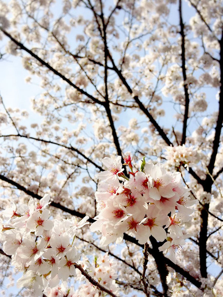 桜3