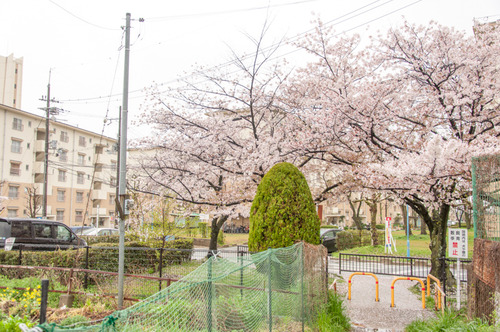 20150405桜丘村野桜-2