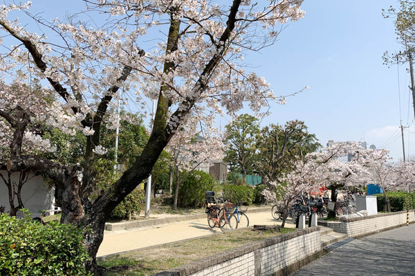 桜公園-1904063