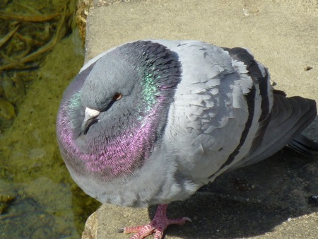 hato3
