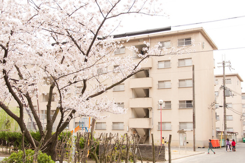 20150403くずは桜-5