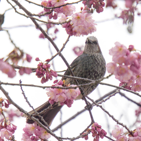 椿寒桜-1703062