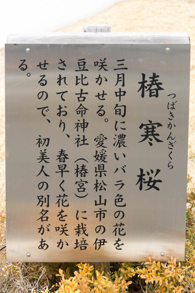 椿寒桜-1703065