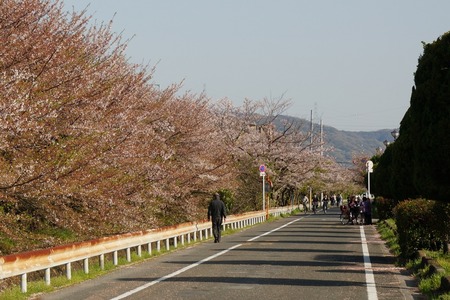 村野団地から郡津駅の桜130408-03