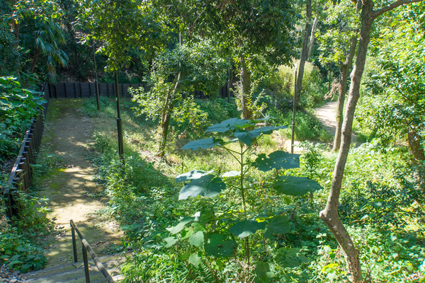 星ヶ丘公園-19100917