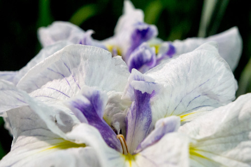 花菖蒲園-15060610