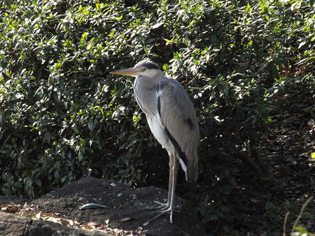山田池公園140124-03a