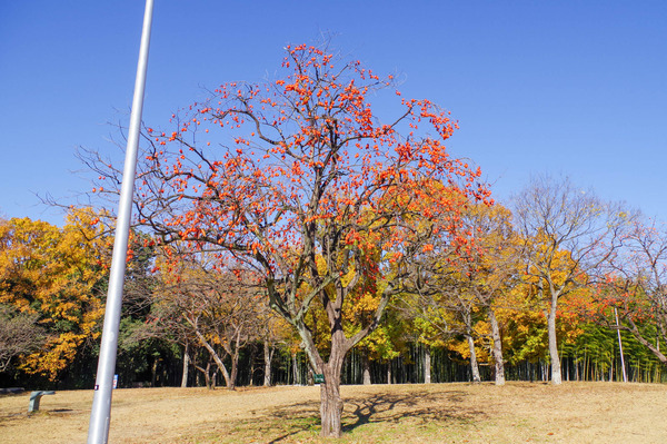 紅葉-2012041