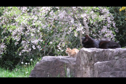 20100421neko.jpg