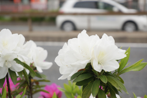 国道1号線のツツジ-5