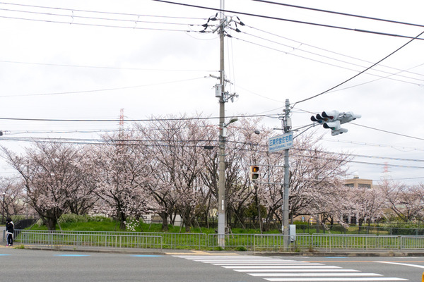 桜-2003311