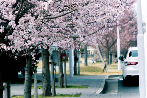 さくら-1903285