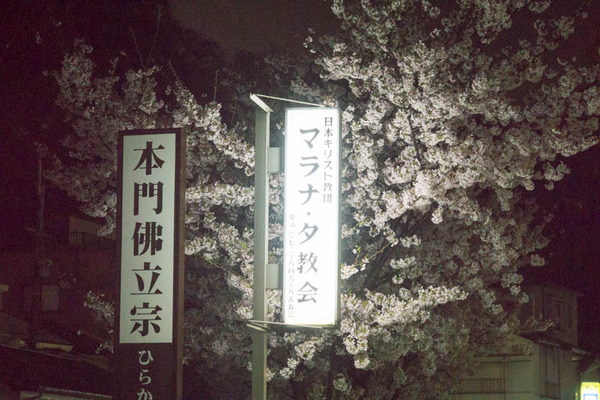桜-1704113