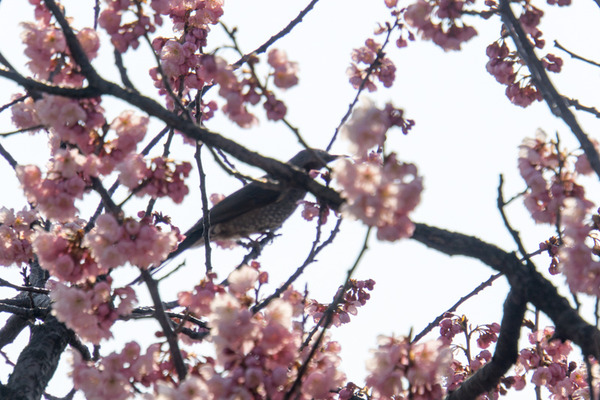 桜-16030302