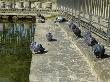 hato2