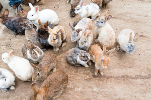 杉五兵衛-15061232