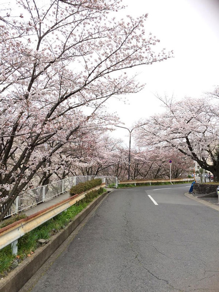 桜1