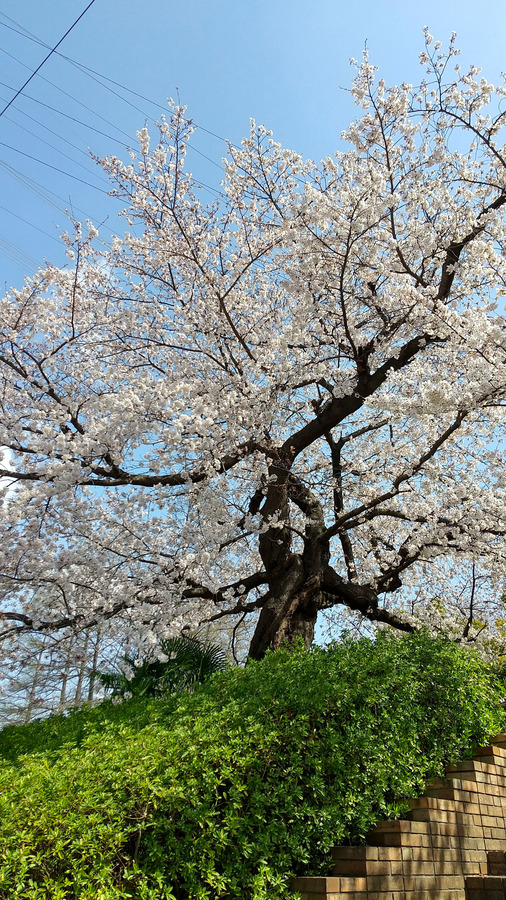 桜2