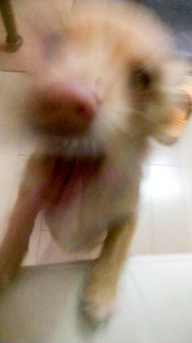 まぽぷ-1