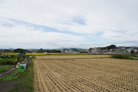 121012刈り入れ3