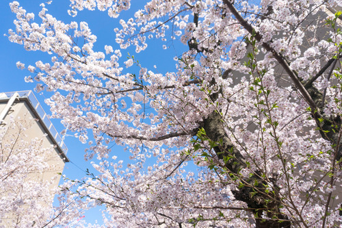 桜写真-6