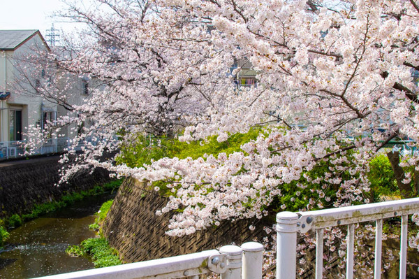 交野　桜-2103291-3