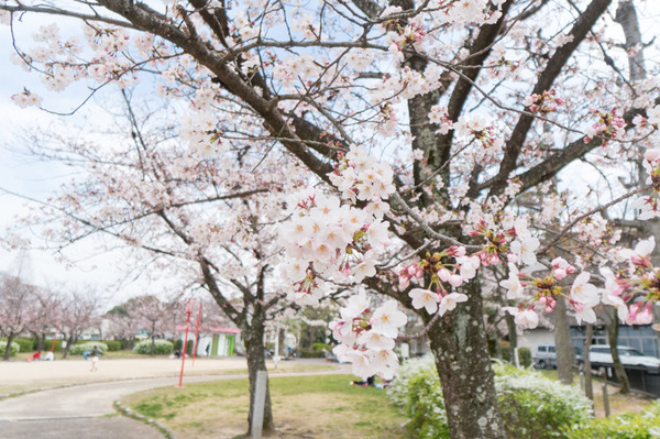牧野公園の桜2016-1