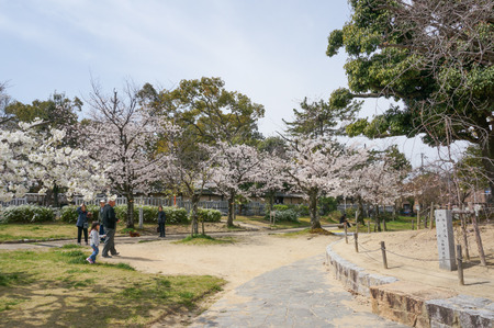牧野公園の桜-6