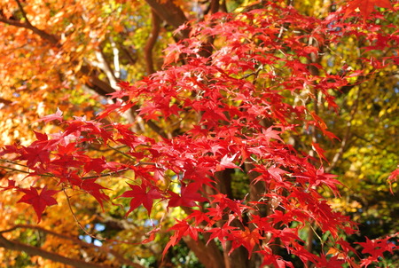 石清水八幡宮の紅葉131203-06